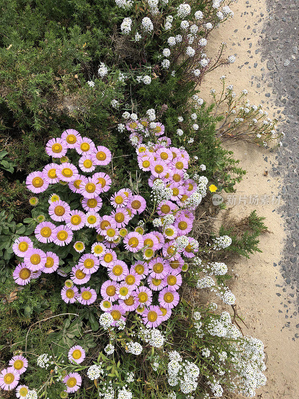 英国，英国，盛开的淡紫色、紫色、粉红色的海滩紫菀、雏菊花和生长在英国海边小径上的白色甜alysalsum，野花Erigeron glaucus‘Sea Breeze’紫菀植物，粉红色的花盛开在咸味的海风中